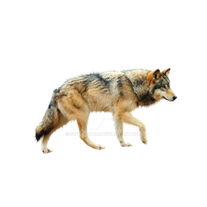 Wolf PNG-23208